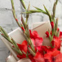 5 красных гладиолусов фото 4